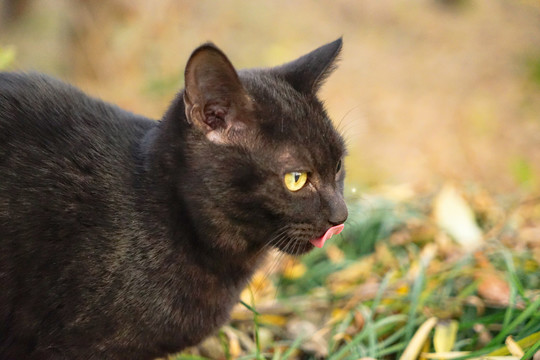 黑猫嬉戏户外