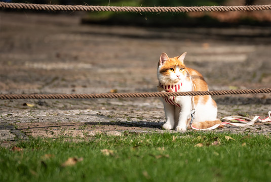 一只思考凝神的猫