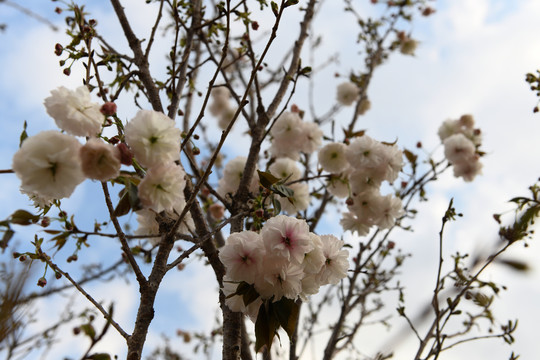 樱花