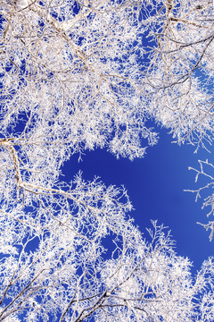 蓝天雪景树枝