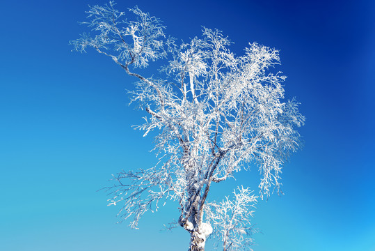 蓝天雪景树枝