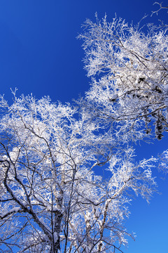 蓝天雪景树枝