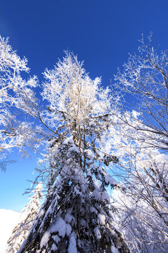 天空雪景树林
