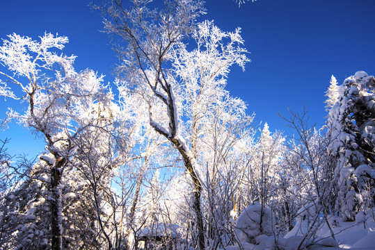 森林雪景