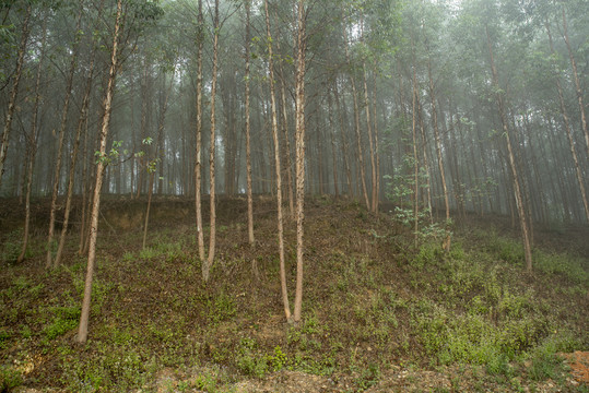 经济林