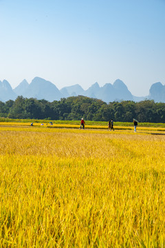 乡村旅游