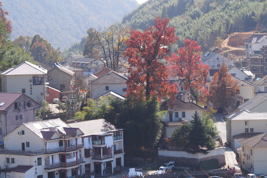 浙江临安指南村秋景