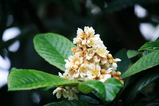 枇杷花