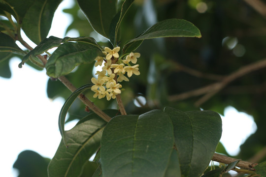 桂花