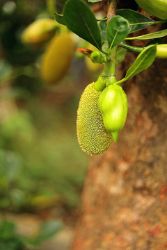 菠萝蜜