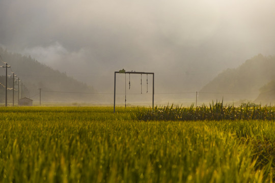 稻田