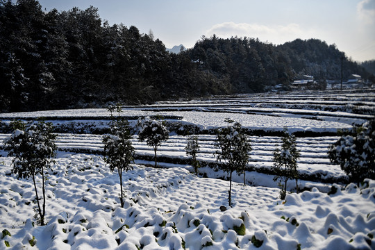 雪景