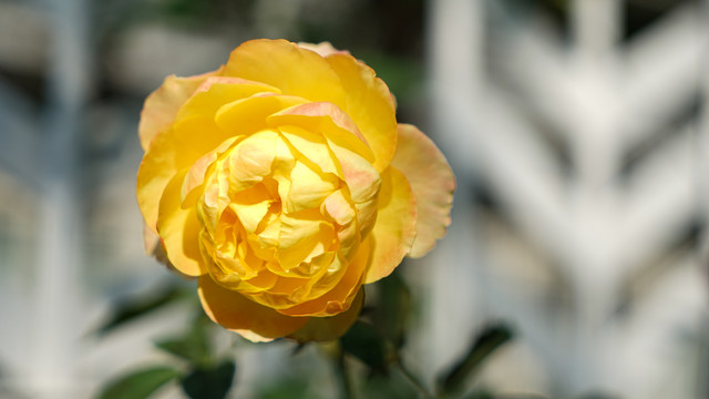 玫瑰黄色阳光