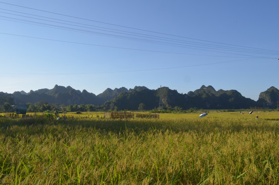 山村稻田