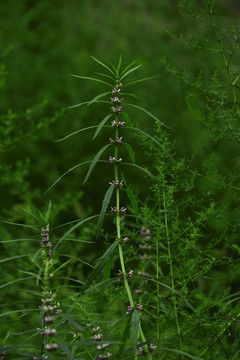 野生益母草