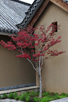 庭院栽植红枫