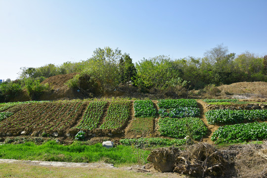 农家蔬菜种植