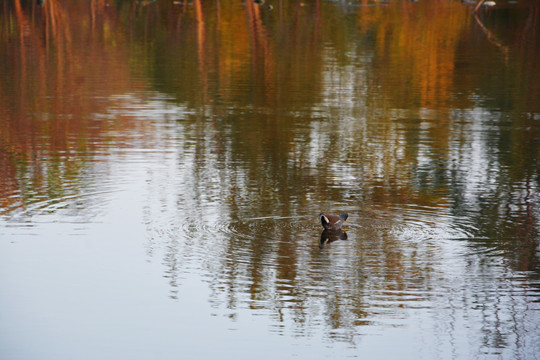 湖中野鸭