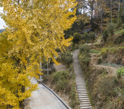 银杏树