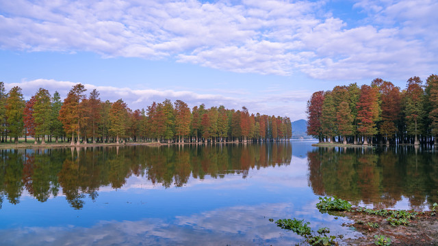 湖中水杉林