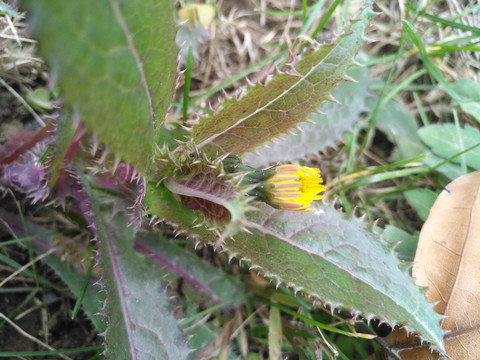 野草