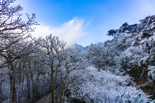 黄山雪淞