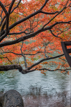 杭州曲院风荷景区红枫