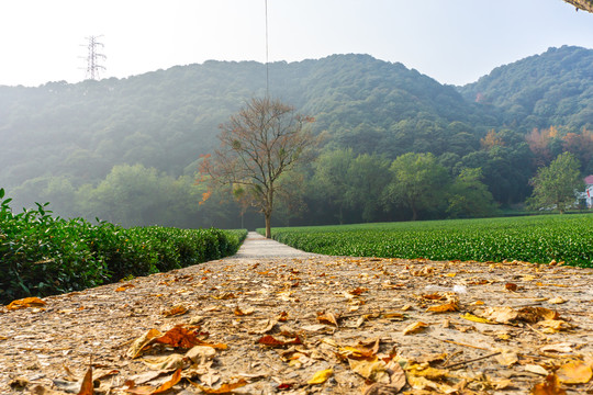 龙井茶乡基地