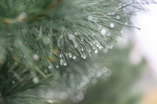 雨中松枝