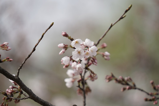 桃花