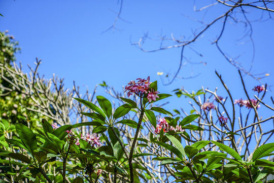 红鸡蛋花