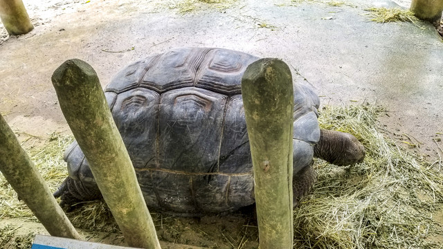 新加坡海龟