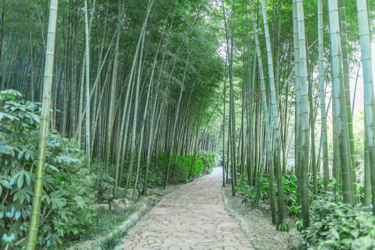 竹子竹林小路竹海