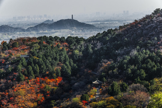 香山红叶