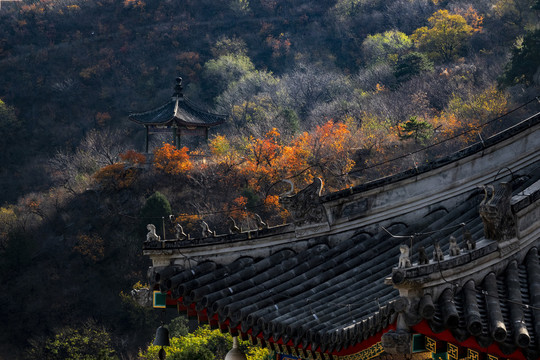 香山红叶