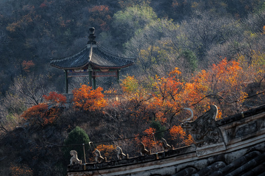 香山红叶