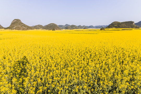 罗平油菜花