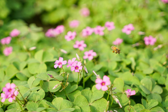 蜜蜂花朵自然