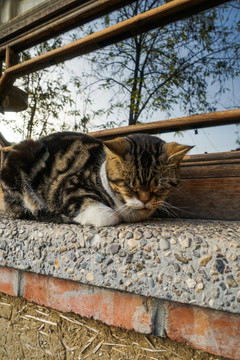 猫农村乡下院子