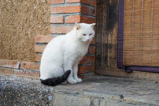 猫农村乡下院子