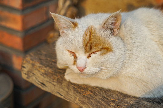 猫农村乡下院子