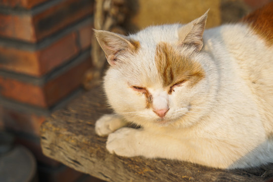 猫农村乡下院子