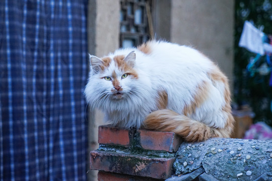 猫农村乡下院子