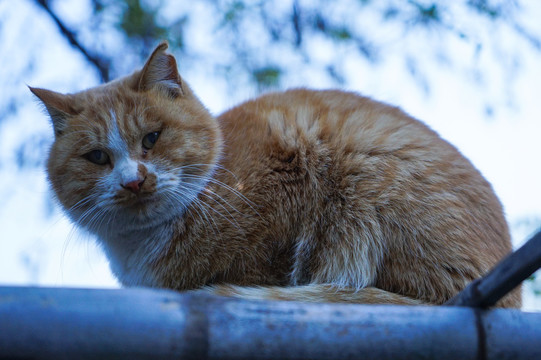 猫农村乡下院子