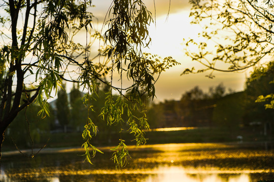夕阳湖面柳树