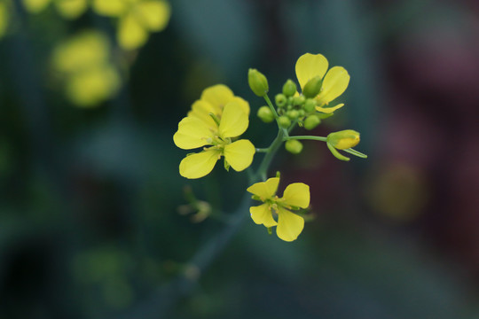 油菜花小黄花