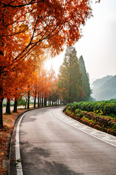 秋天的树林和盘山公路