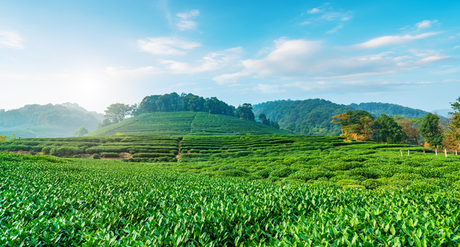 茶山茶园西湖龙井茶场