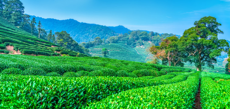 茶山茶园西湖龙井茶场