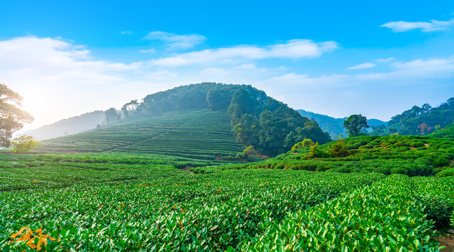 茶山茶园西湖龙井茶场